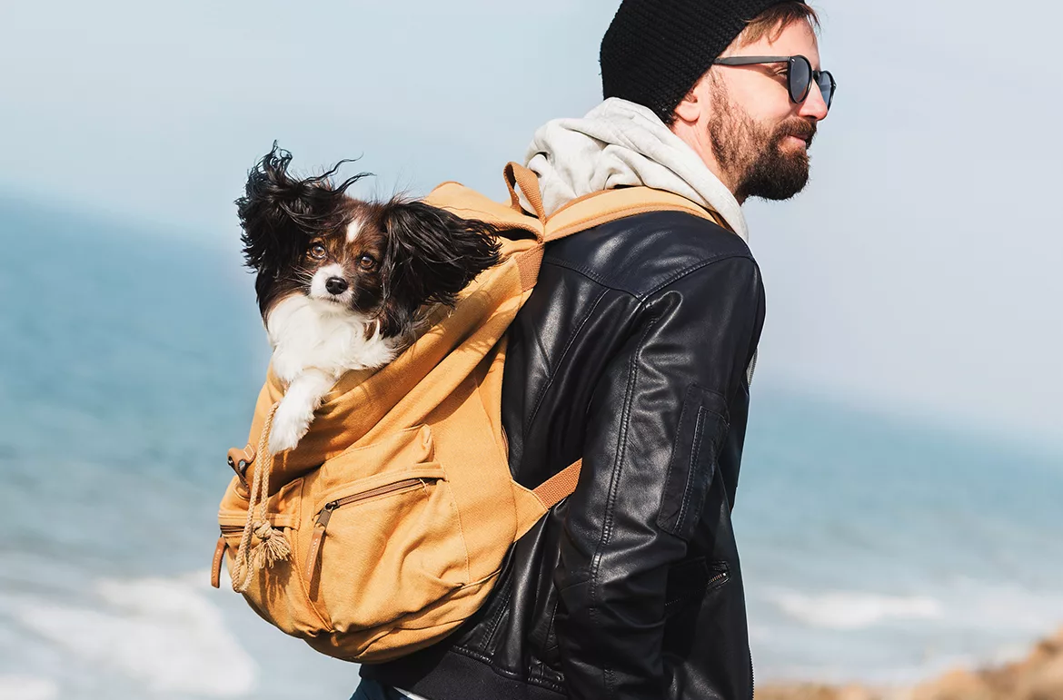 tips for traveling with pets